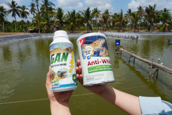 Mùa mưa gan ruột tôm yếu: Giải pháp hỗ trợ từ Anti White New và Gan 247