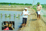 Phòng tránh tôm chết hàng loạt