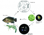 Copefloc – nuôi tôm bằng thức ăn tự nhiên