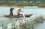 Tôm nuôi vụ 2 chết hàng loạt do sốc môi trường