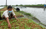Tiến độ xuống giống vụ tôm mới chậm