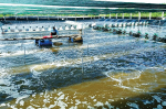 Quản lý môi trường nuôi tôm siêu thâm canh