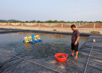 Quảng Ninh: Hiệu quả mô hình nuôi tôm công nghệ cao