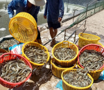 Grobest Việt Nam: Áp dụng tiêu chuẩn quốc tế, hoàn thiện nguồn dinh dưỡng cho con tôm Việt