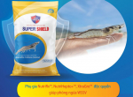 Super Shield WSSV – Giải pháp mới giúp tôm vượt qua mùa bệnh hiệu quả Super Shield WSSV – Giải pháp mới giúp tôm vượt qua mùa bệnh hiệu quả