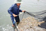 Giá tôm nguyên liệu tuần 24/10 - 30/10/2022