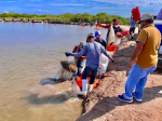 Mexico: Nuôi tôm không kháng sinh