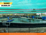 Nâng cao năng suất nuôi TTCT với công nghệ Nano Bubbles