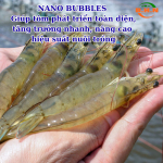 Công nghệ Nano Bubbles: Giải pháp cấp thiết nâng tầm ngành thủy sản Việt Nam
