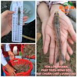 Công nghệ Nano Bubble: Giải pháp tối ưu cho ngành nuôi tôm hiện đại