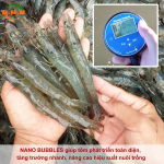 Công nghệ Nano Bubble: Giải pháp đột phá cho nuôi trồng thủy sản bền vững