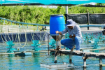 Xử lý hiện tượng tôm giảm ăn giữa vụ nuôi