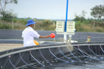 Duy trì hệ vi sinh ổn định trong ao