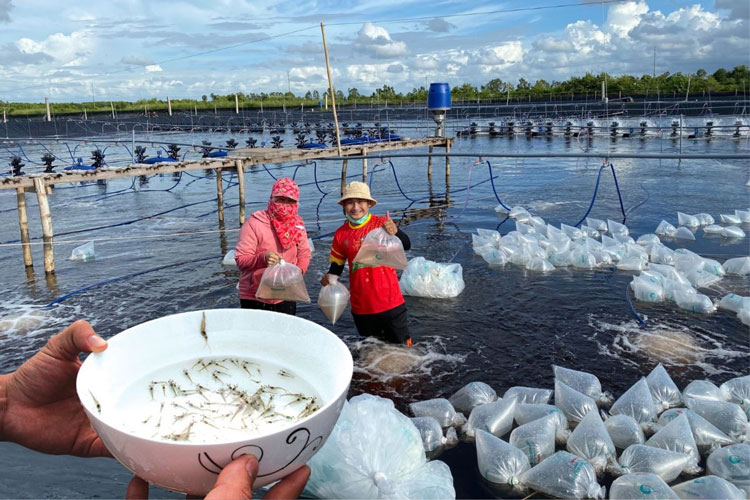 Nâng cao tỷ lệ sống cho tôm