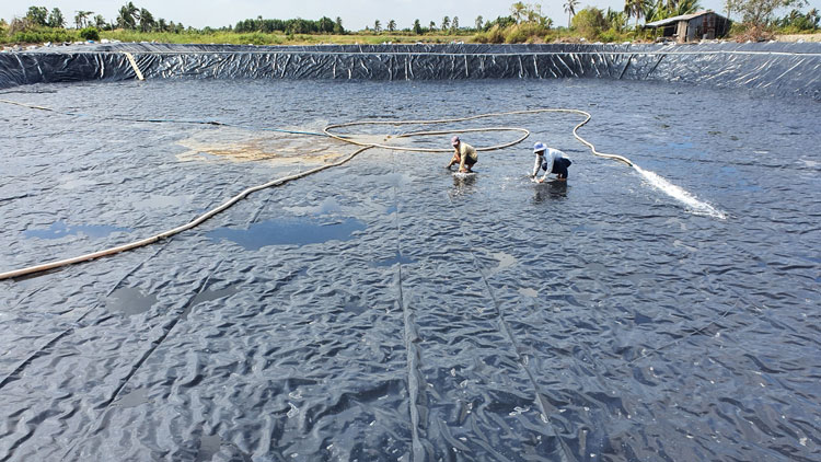 Một số bệnh trên tôm và biện pháp phòng trị