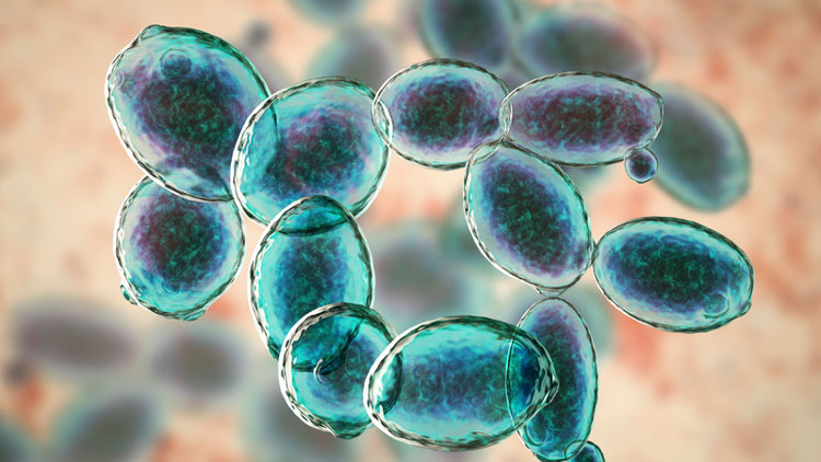 Postbiotic: Hàng rào phòng thủ tự nhiên cho tôm