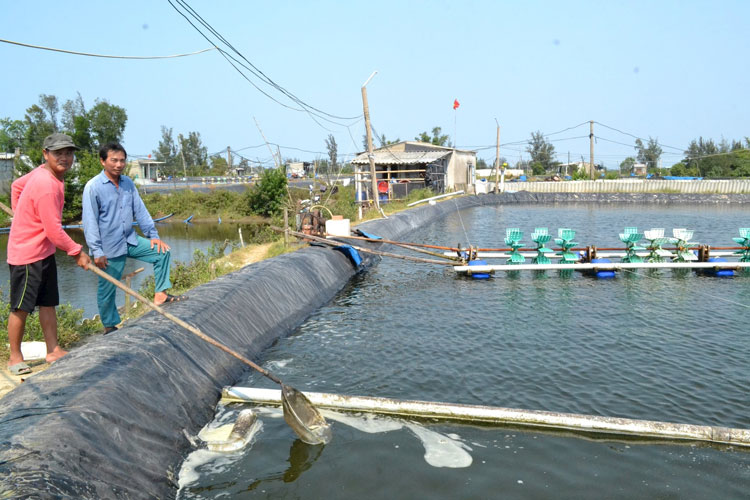  Xử lý sự cố trong ao nuôi tôm trên cát