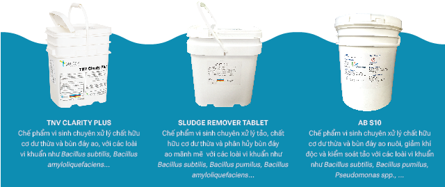 Xử lý nền đáy ao đất trong nuôi tôm Xử lý nền đáy ao đất trong nuôi tôm