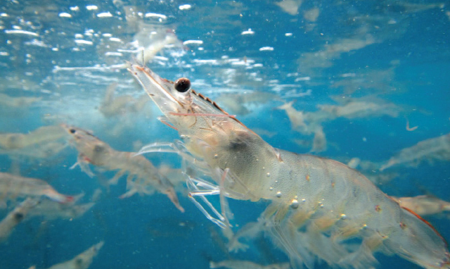 Illite: Khoáng tự nhiên cải thiện tăng trưởng và sức khỏe tôm