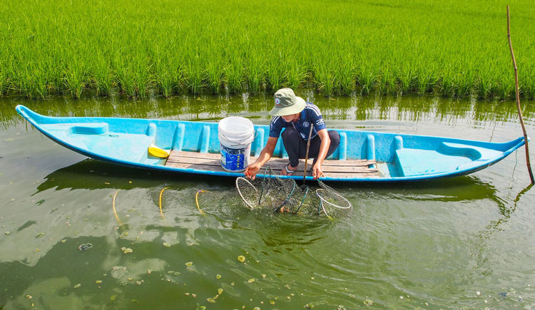 Quy trình nuôi tôm sú trên nền đất lúa