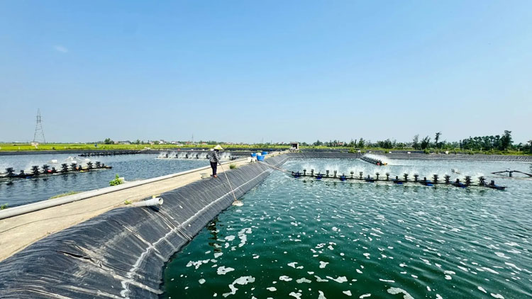 Tăng cường an toàn sinh học trong vùng nuôi tôm