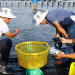 Sử dụng thuốc thú y thủy sản đúng quy định và tránh tồn dư kháng sinh
