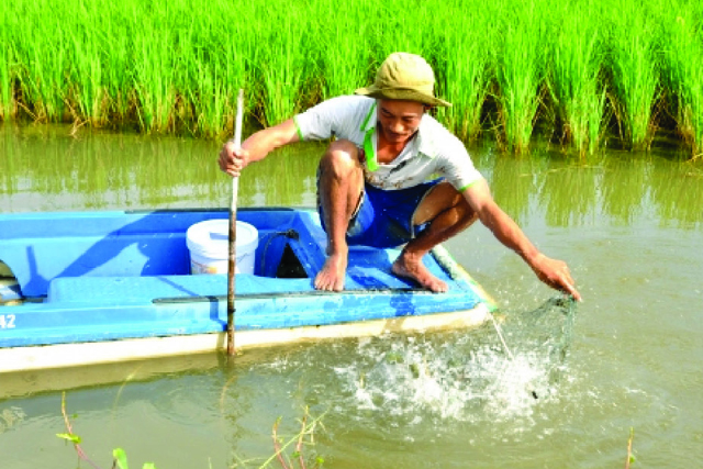 Phú Yên Hiệu quả mô hình nuôi tôm  Tạp chí Thủy sản Việt Nam