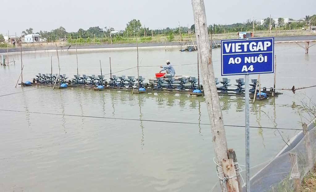 Mô hình nuôi tôm thẻ chân trắng thâm canh đạt tiêu chuẩn VietGAP tại tỉnh  Bạc Liêu